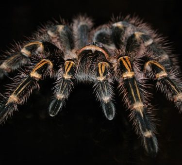 mulți români aleg tarantule